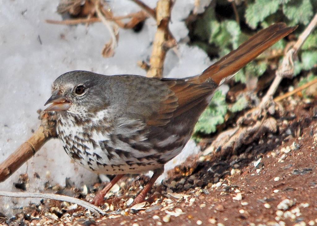 Fox Sparrow - Slate-colored - Red Rocks, Colorado (3) by breitschbirding is licensed under CC BY-NC-SA 2.0.